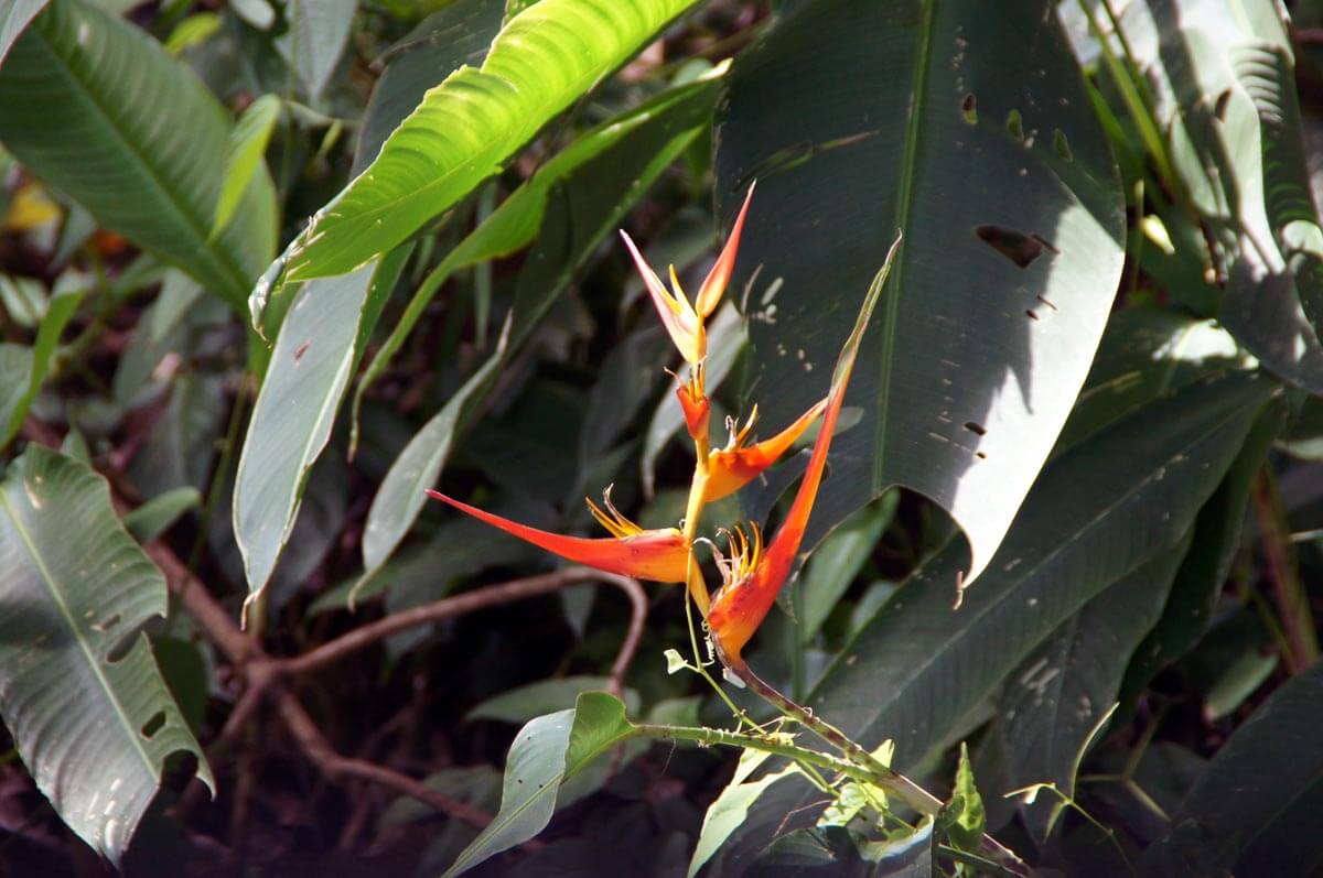 Reisebericht-Panama-Pflanze