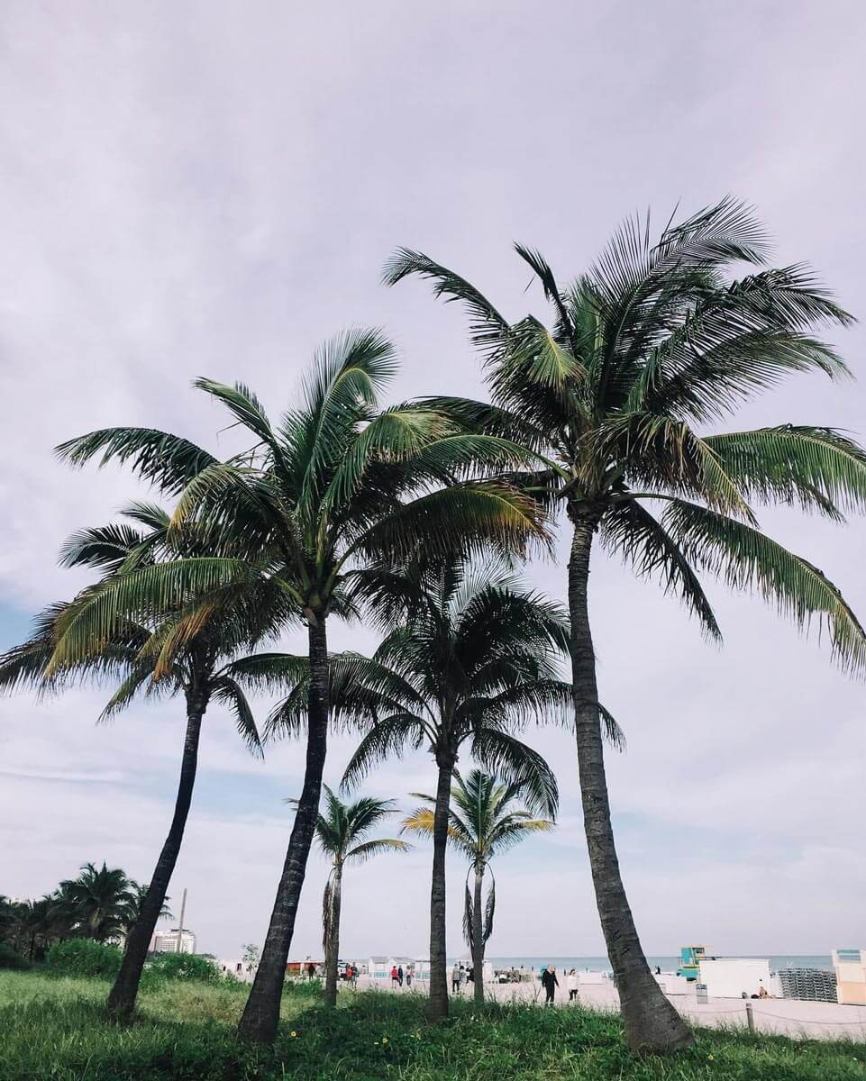 Reisebericht-Florida-Palmen